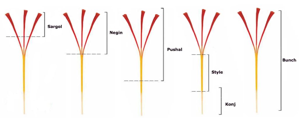 TIPOS DE AZAFRÁN